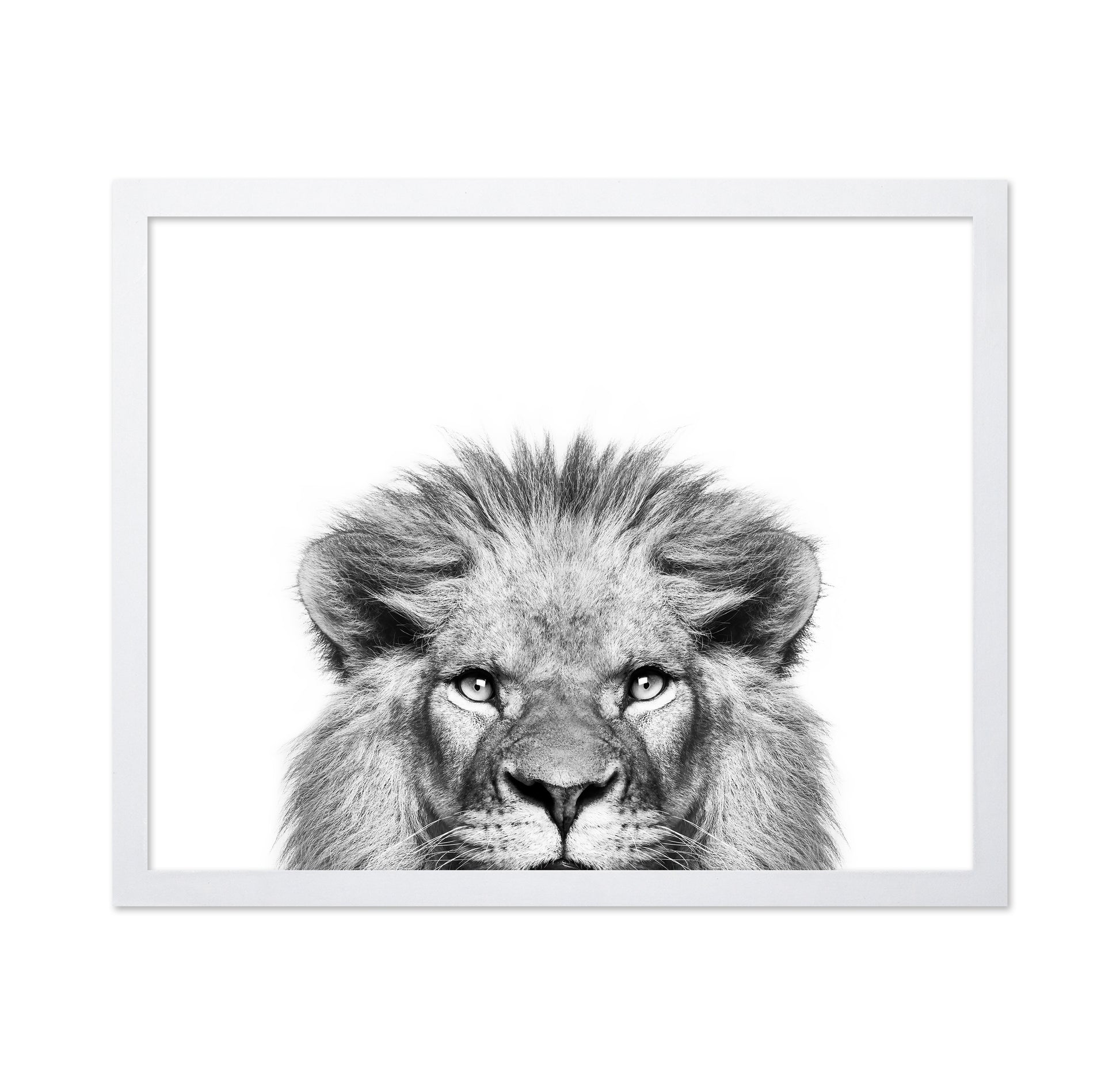 Peeking Lion
