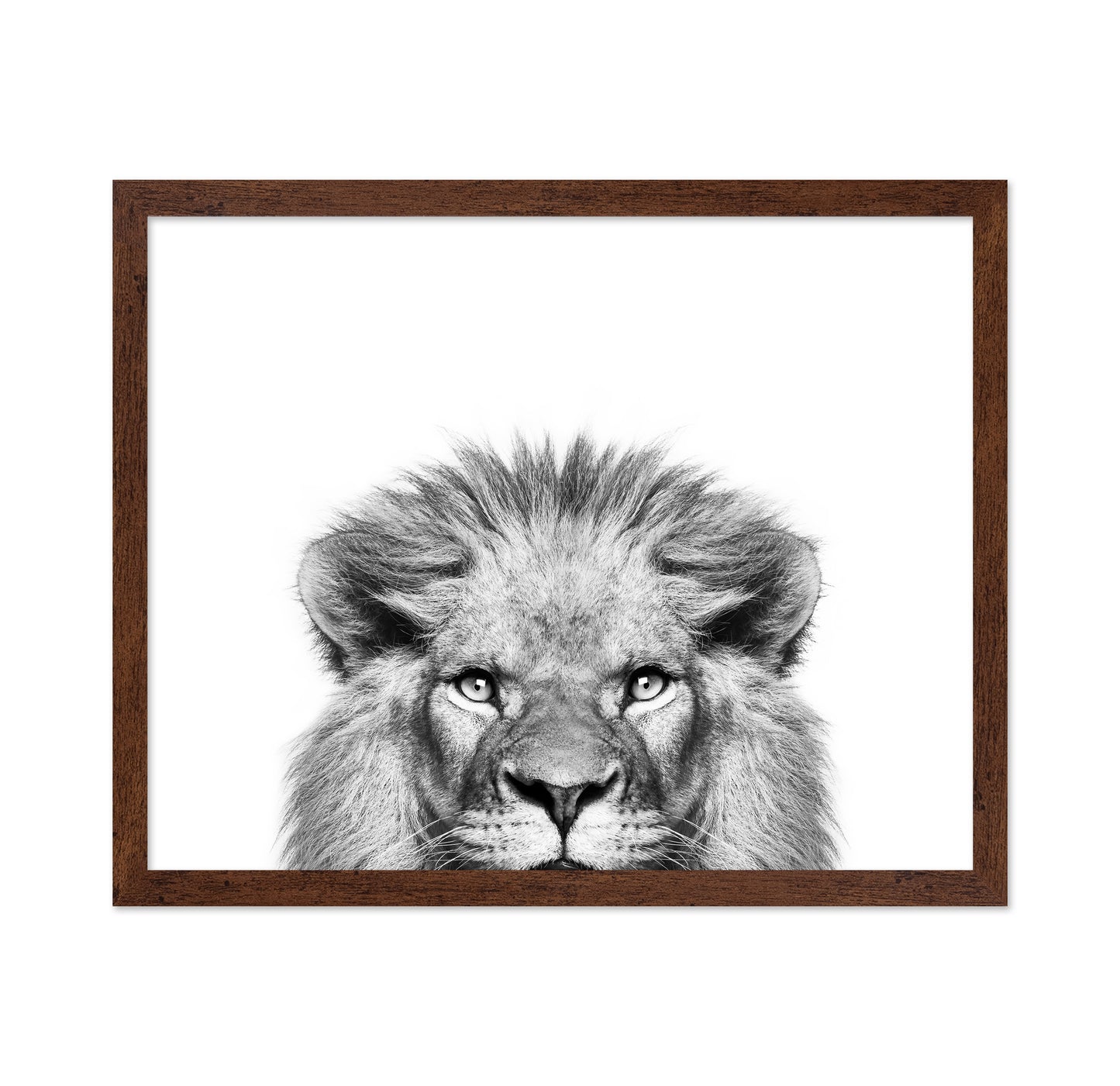 Peeking Lion