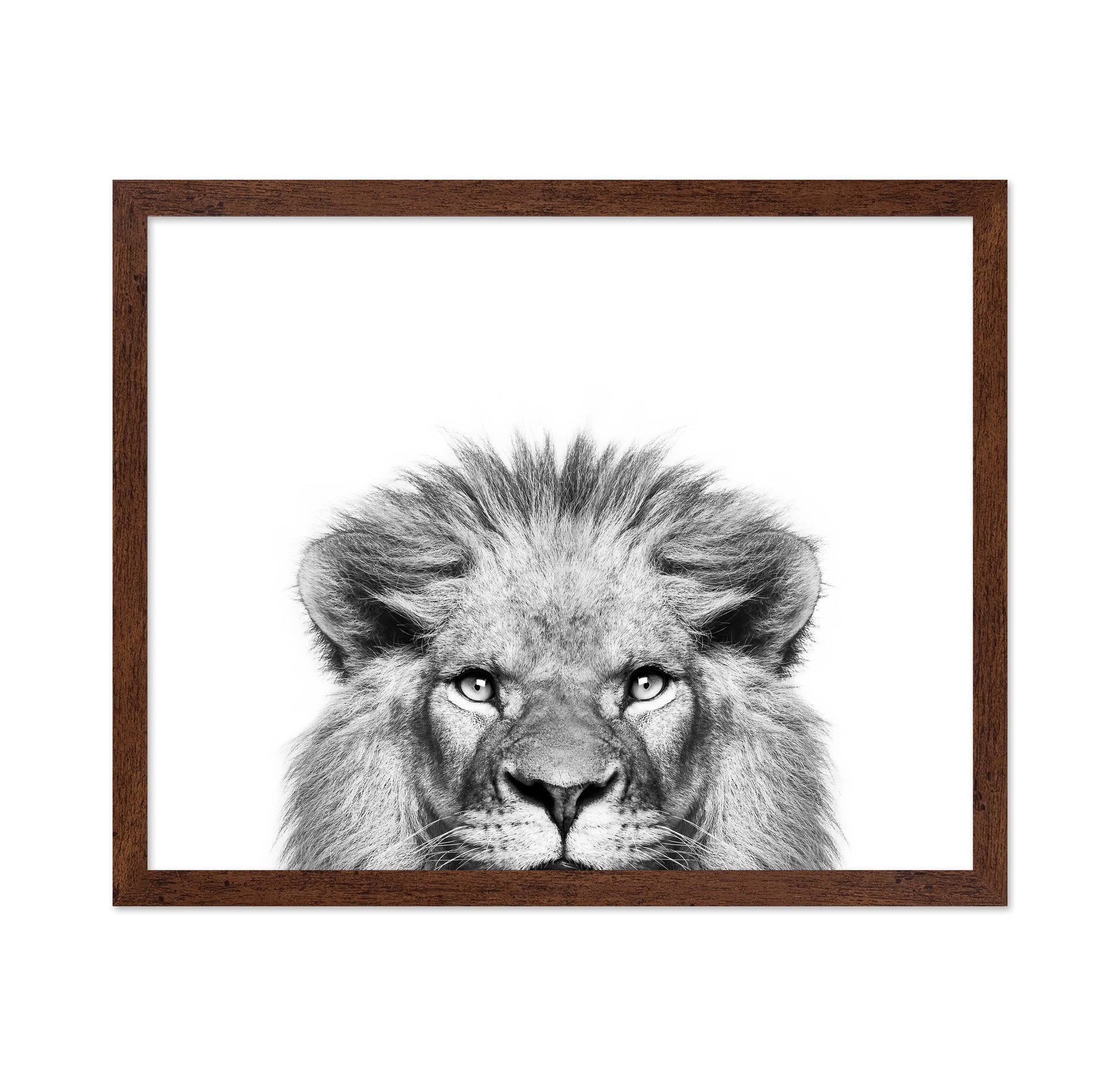 Peeking Lion