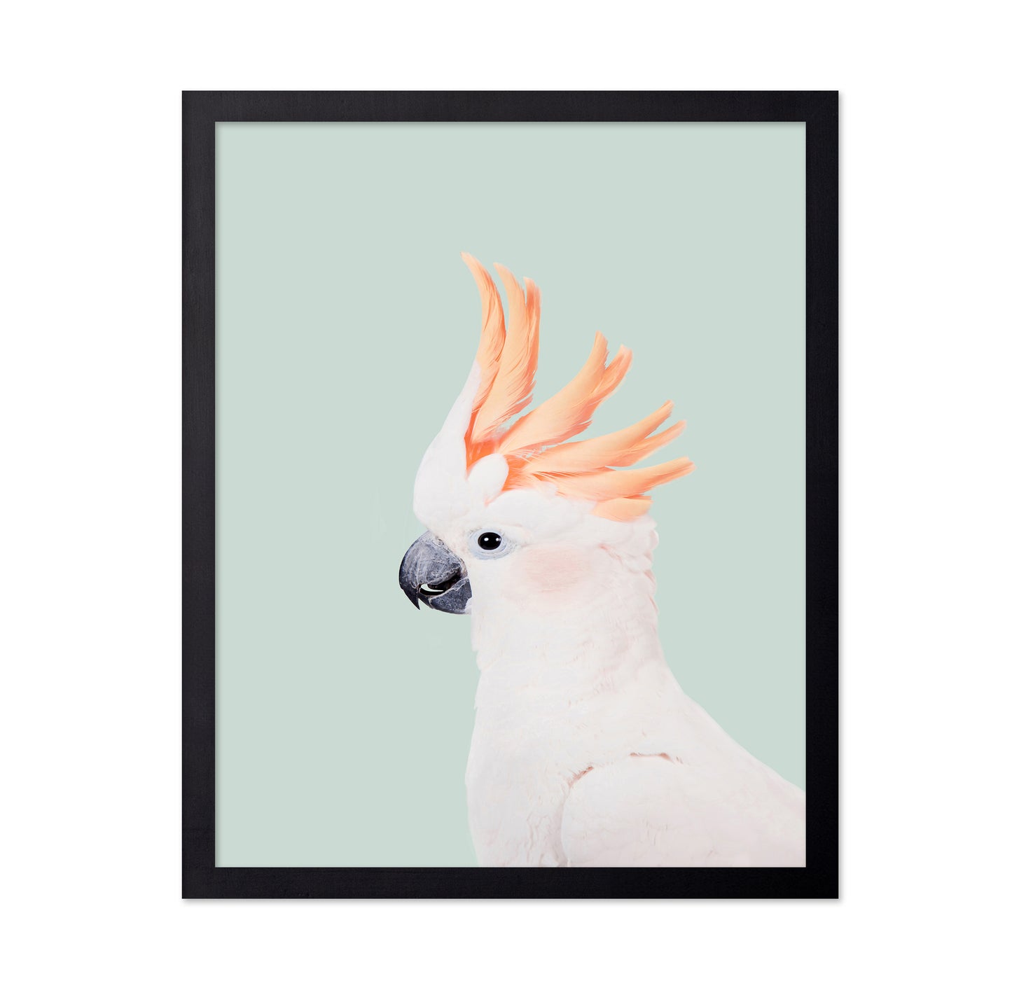 Cockatoo on Mint