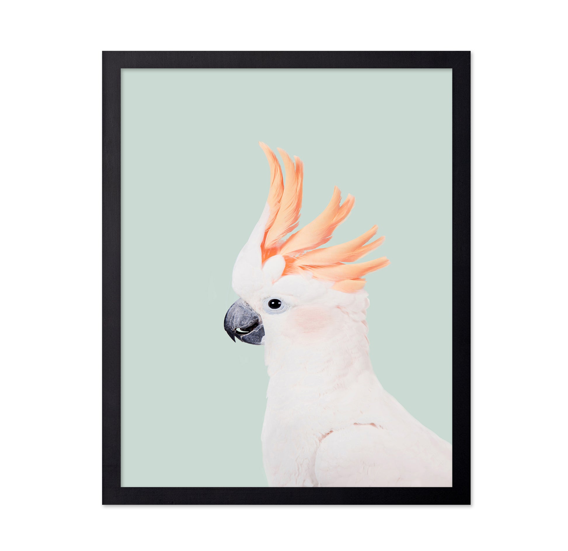 Cockatoo on Mint