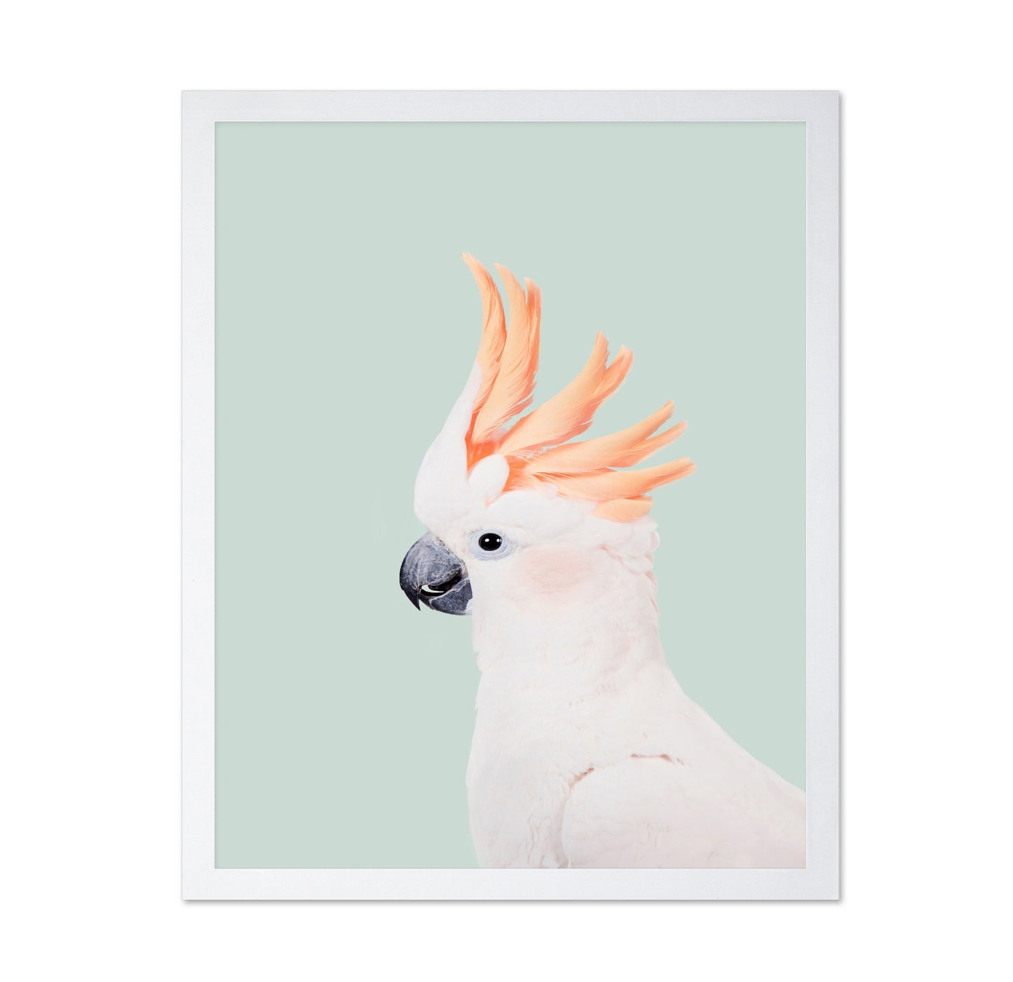 Cockatoo on Mint