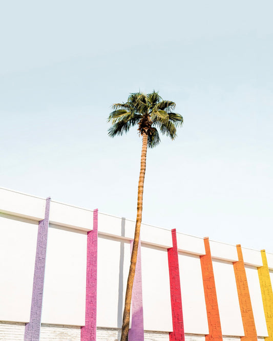Palm Spring Colors