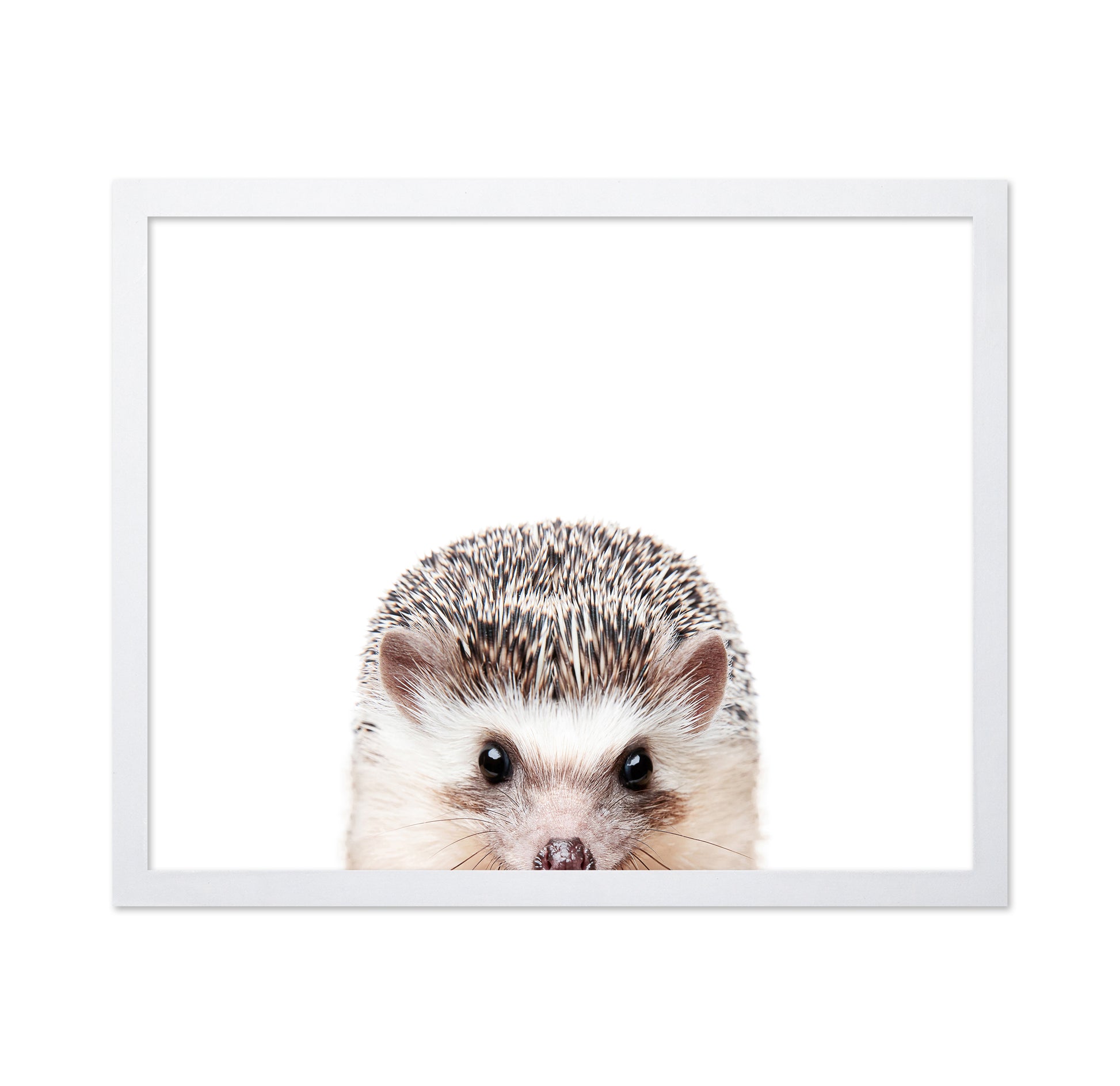 Peeking Hedgehog