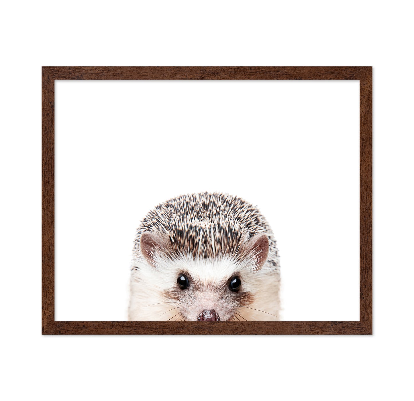 Peeking Hedgehog