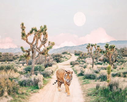 Wandering Tiger