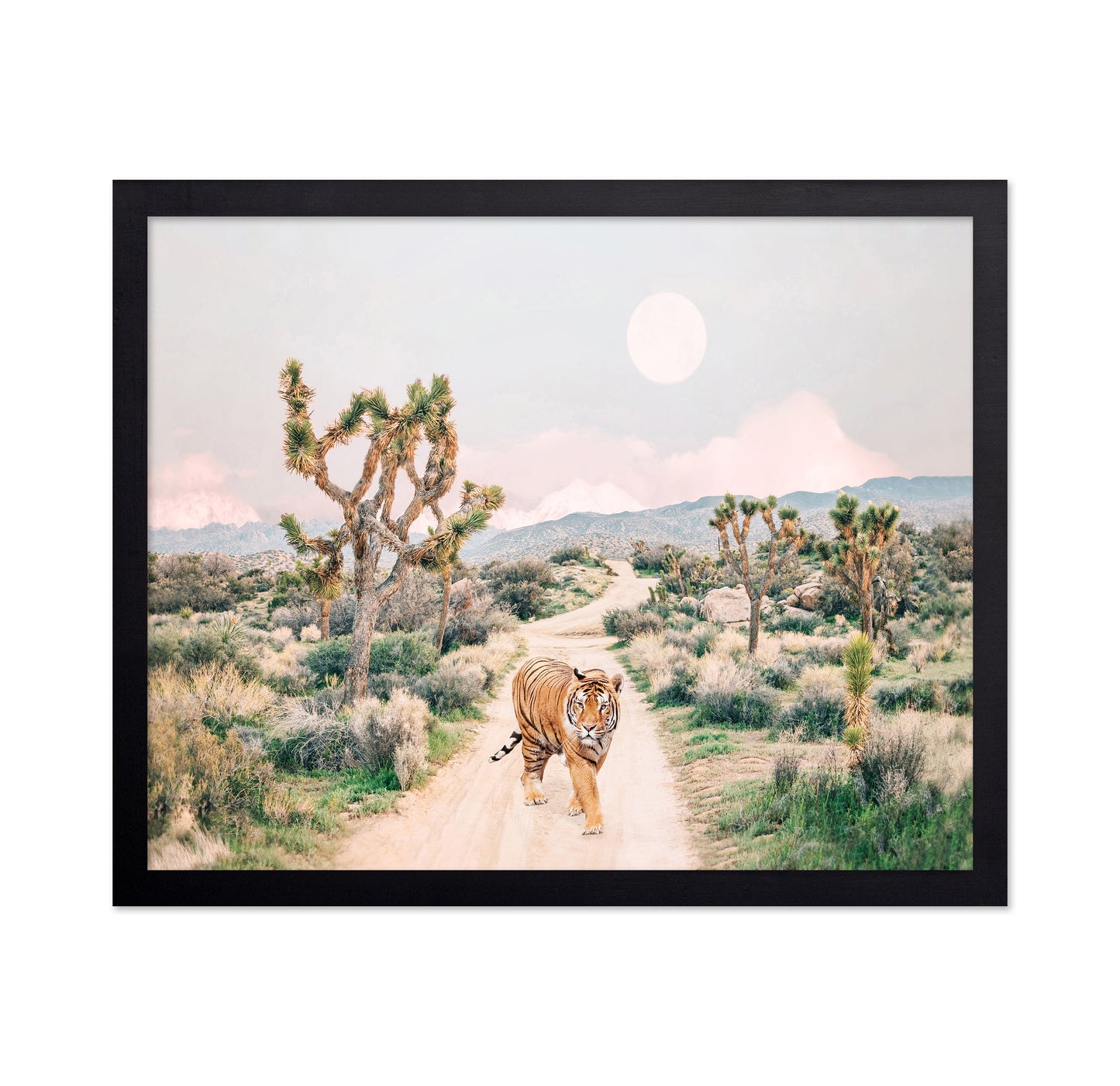 Wandering Tiger