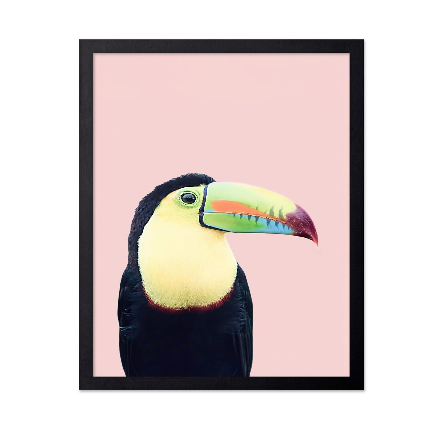 Toucan on Pink