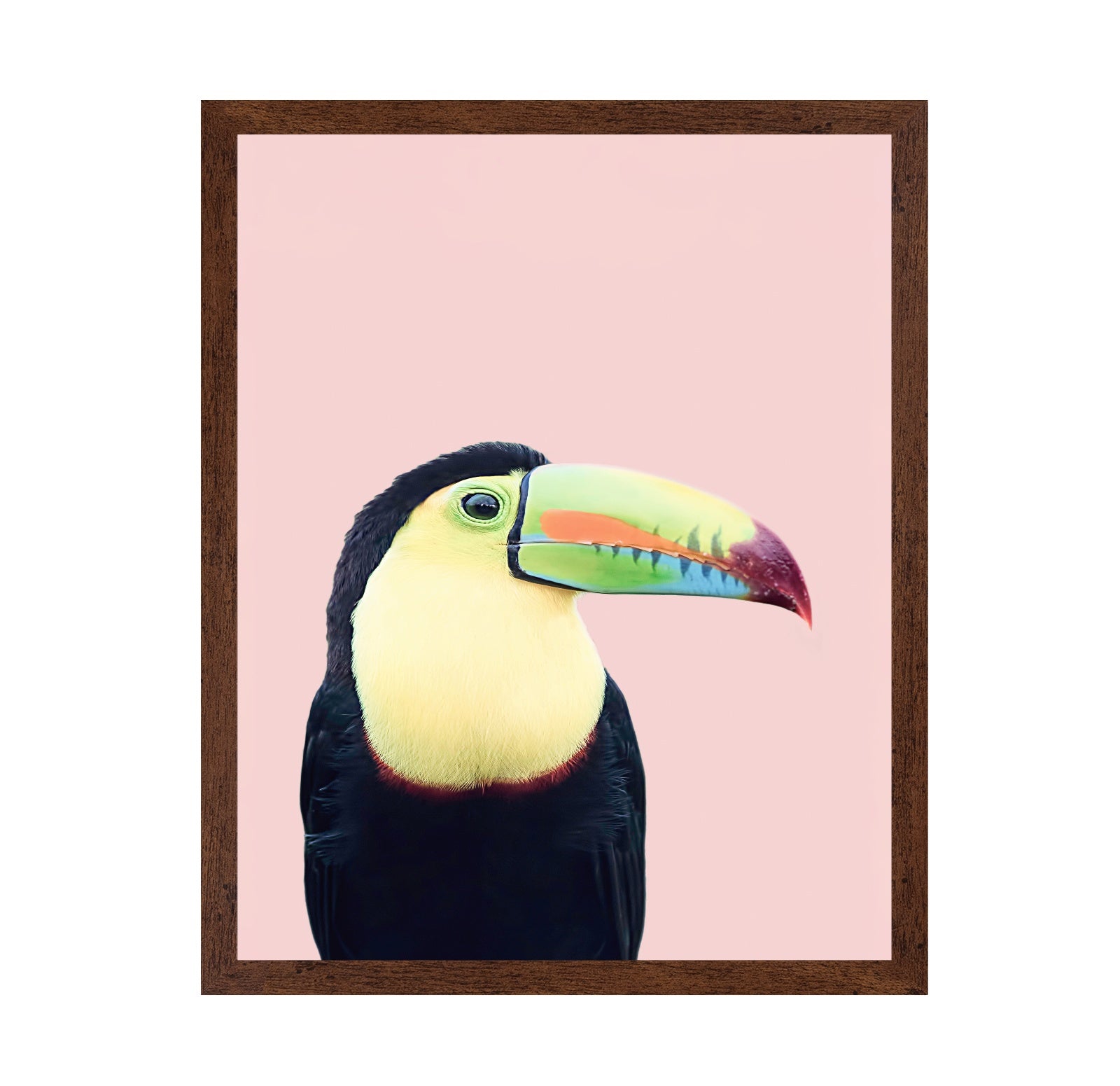 Toucan on Pink
