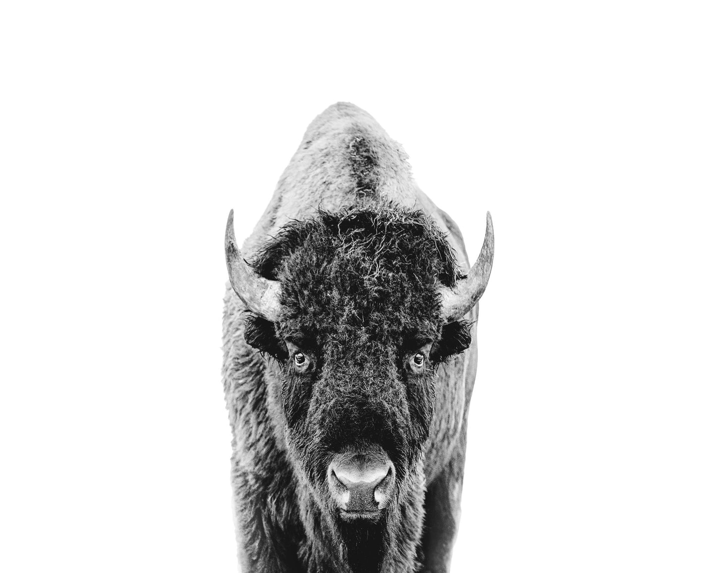 Majestic Bison