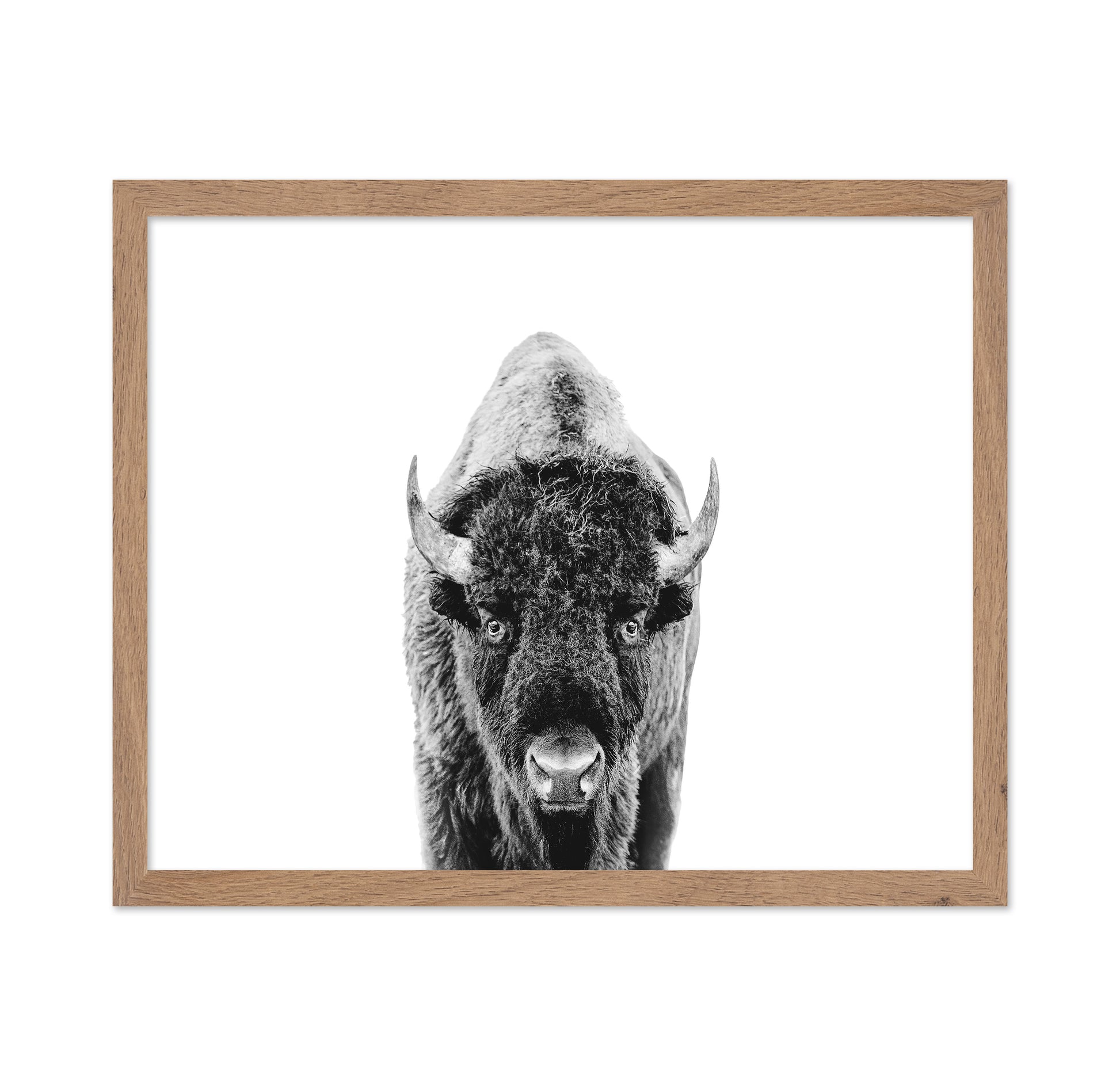 Majestic Bison