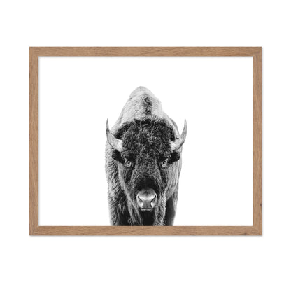 Majestic Bison
