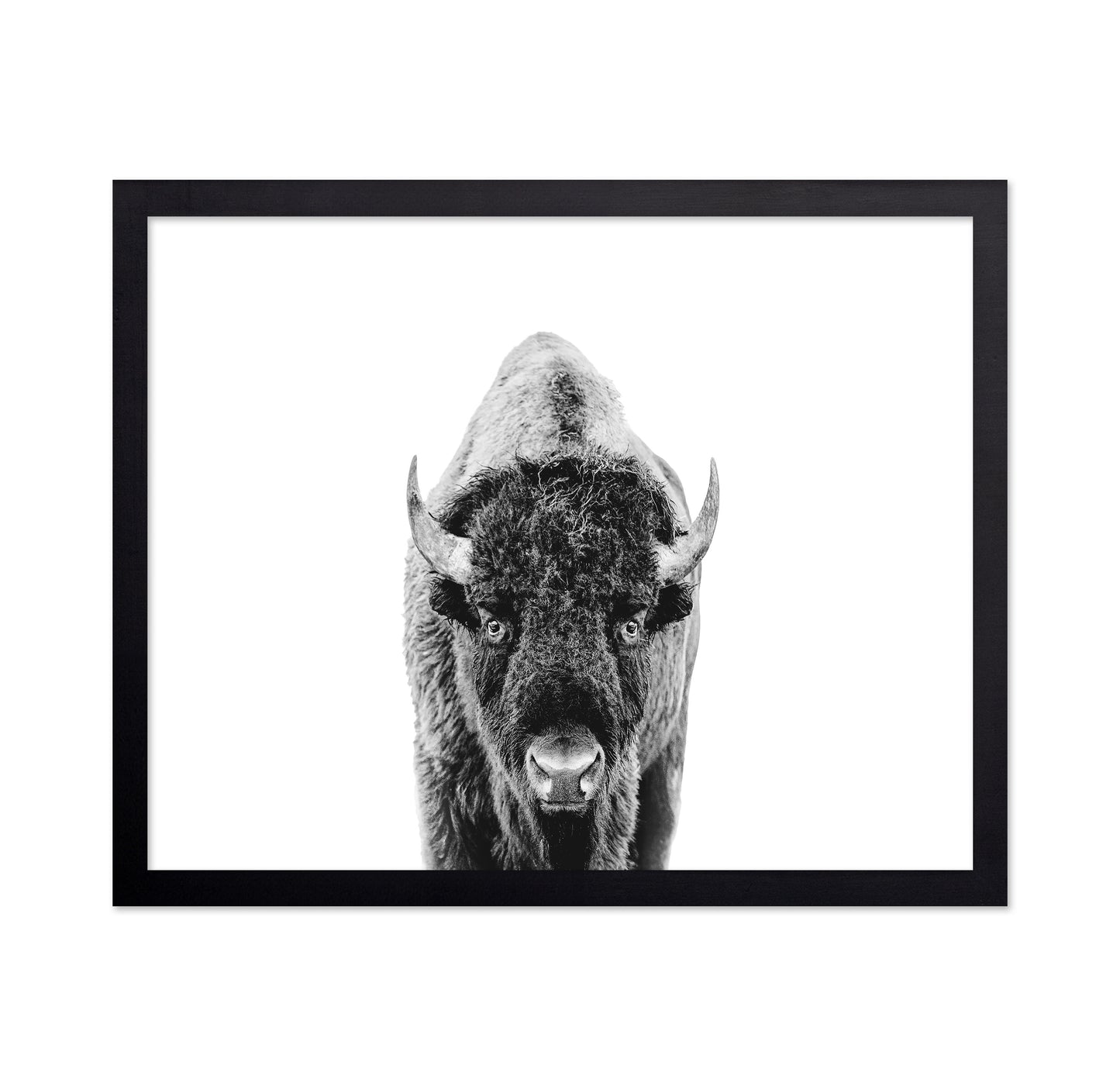 Majestic Bison