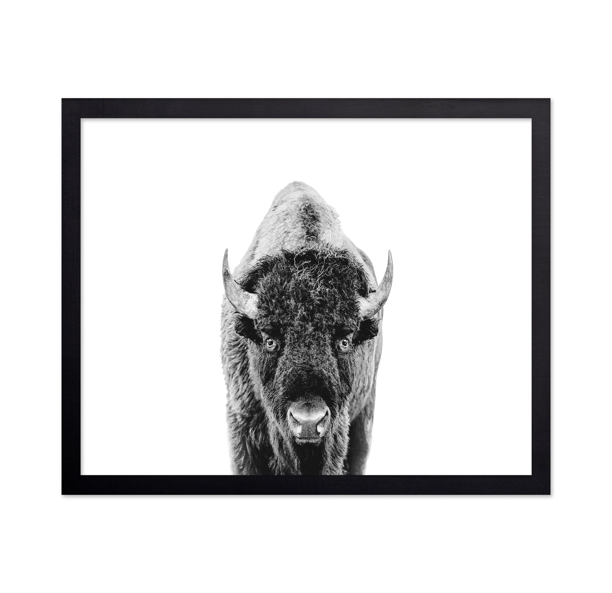 Majestic Bison