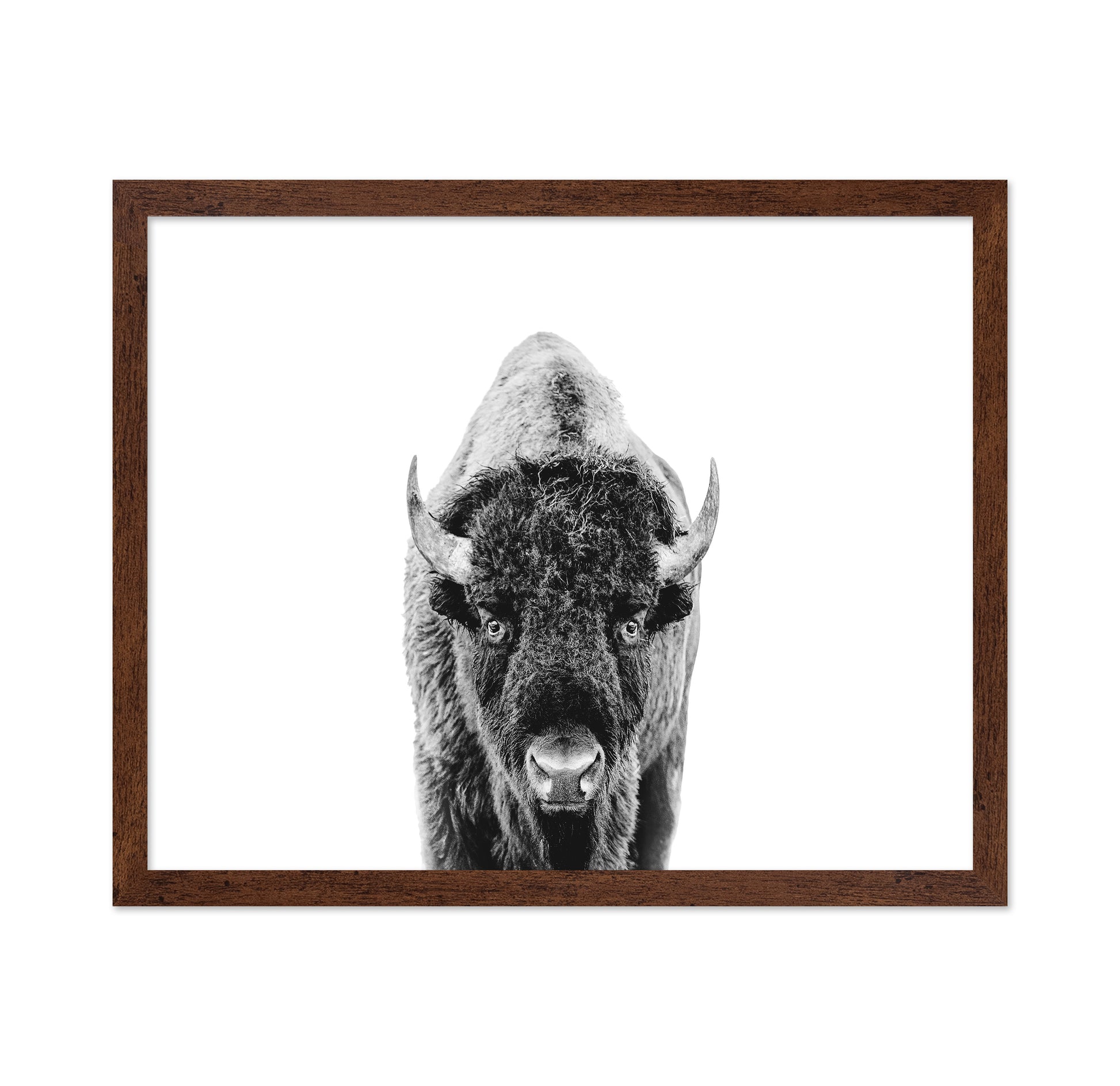 Majestic Bison