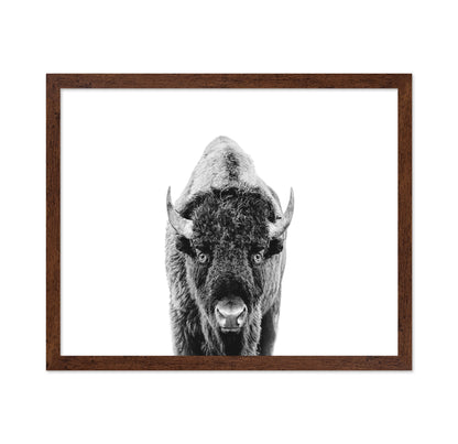 Majestic Bison