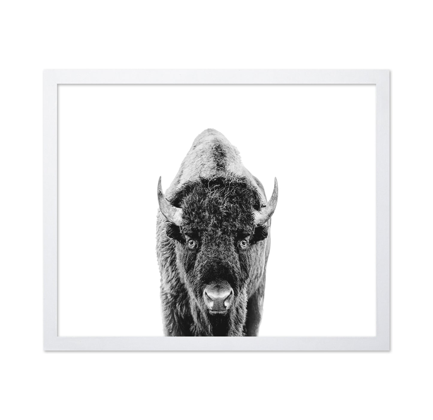 Majestic Bison