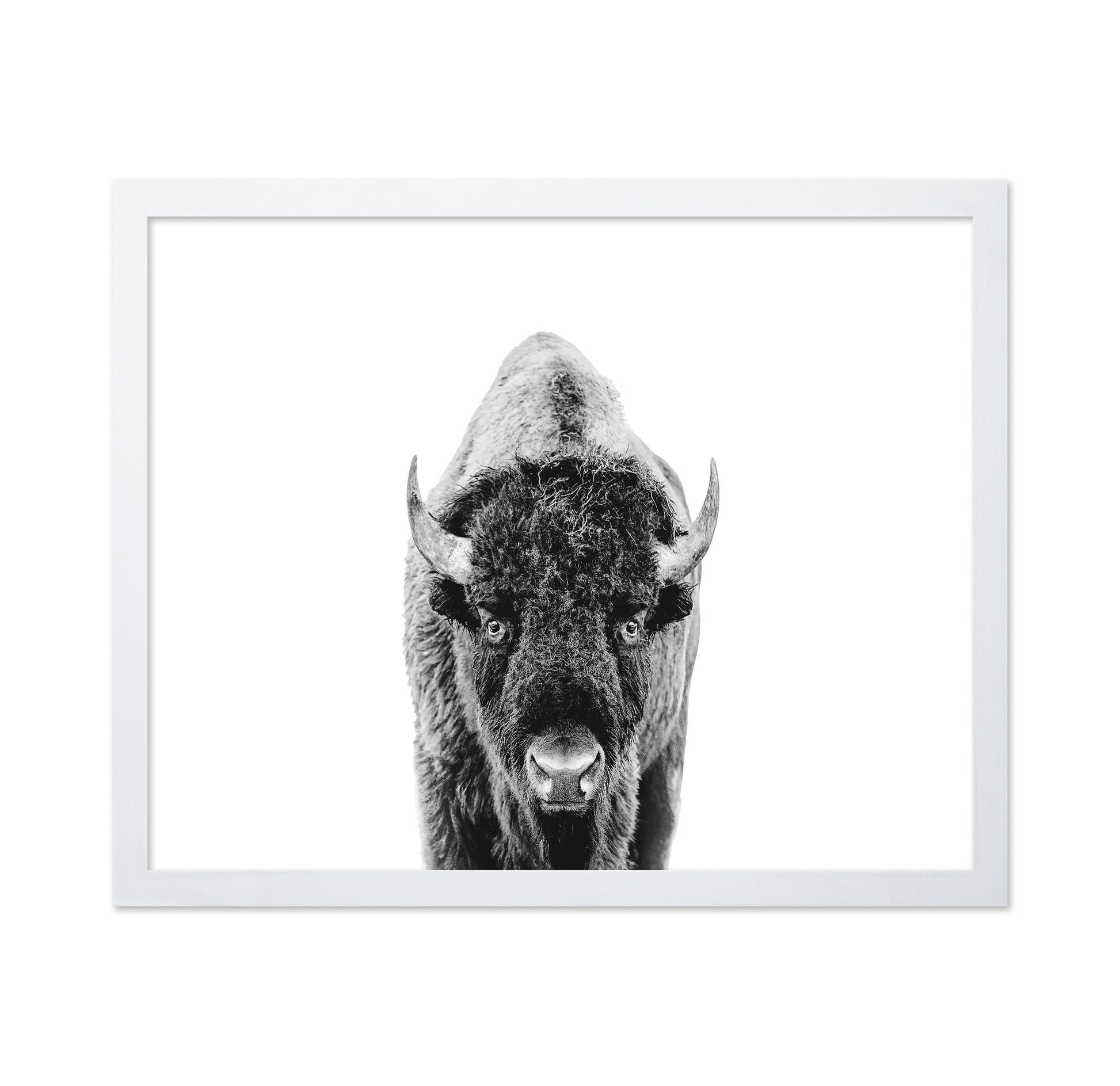 Majestic Bison