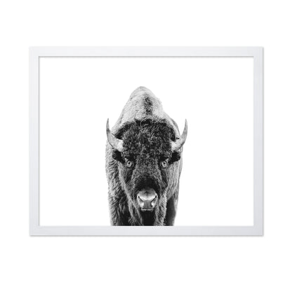 Majestic Bison