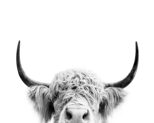Peeking Cow