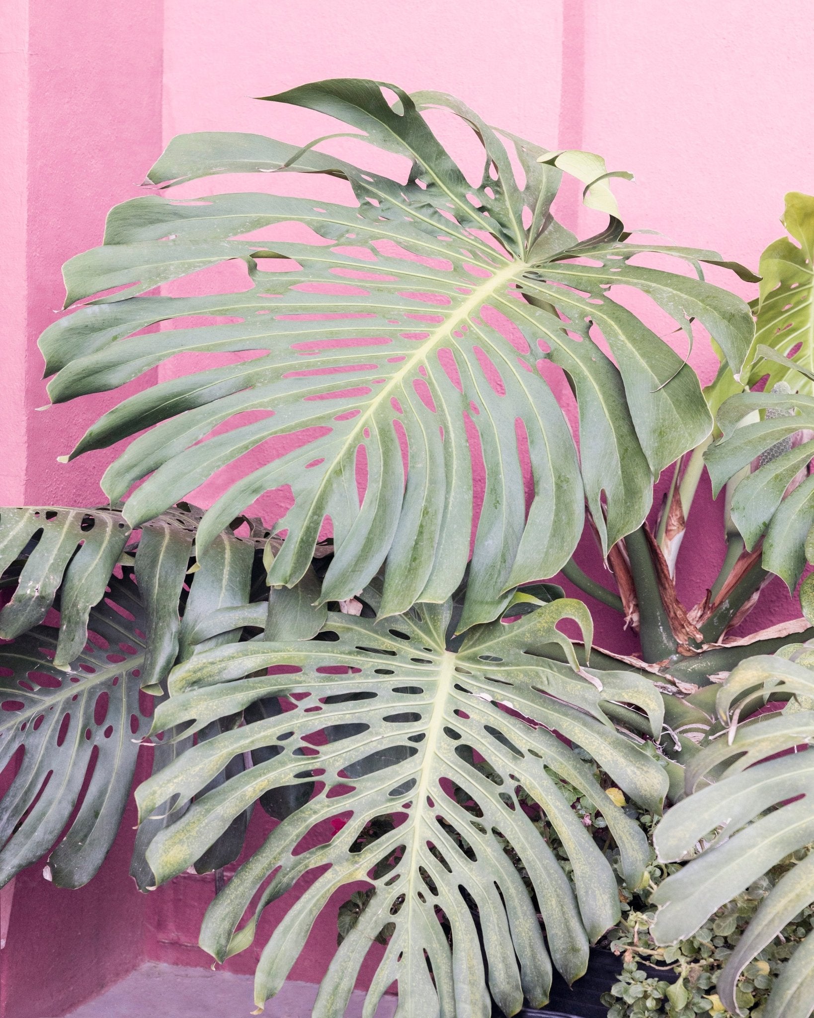 Monstera Leaf La Muralla