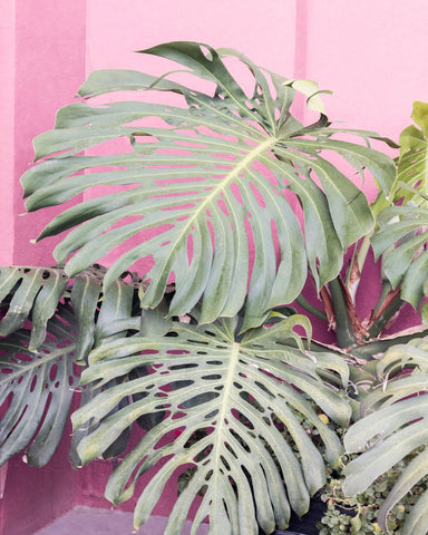 Monstera Leaf La Muralla