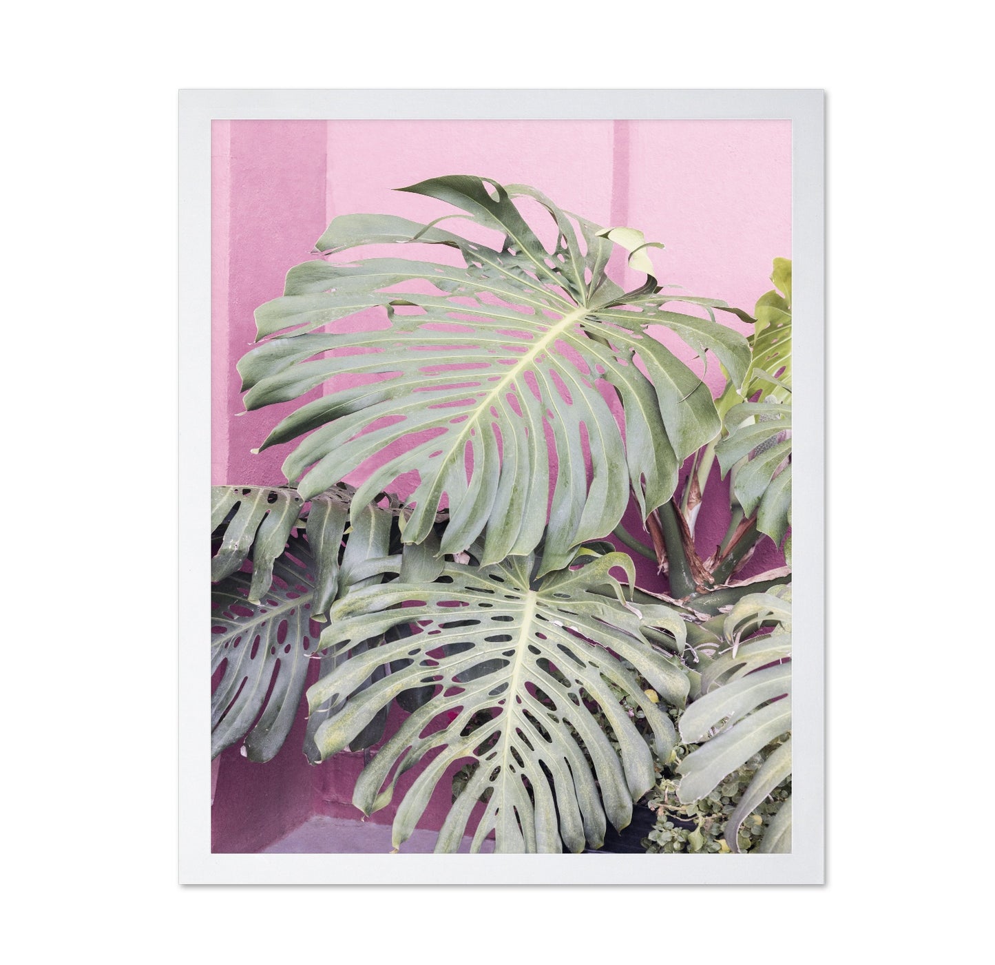 Monstera Leaf La Muralla