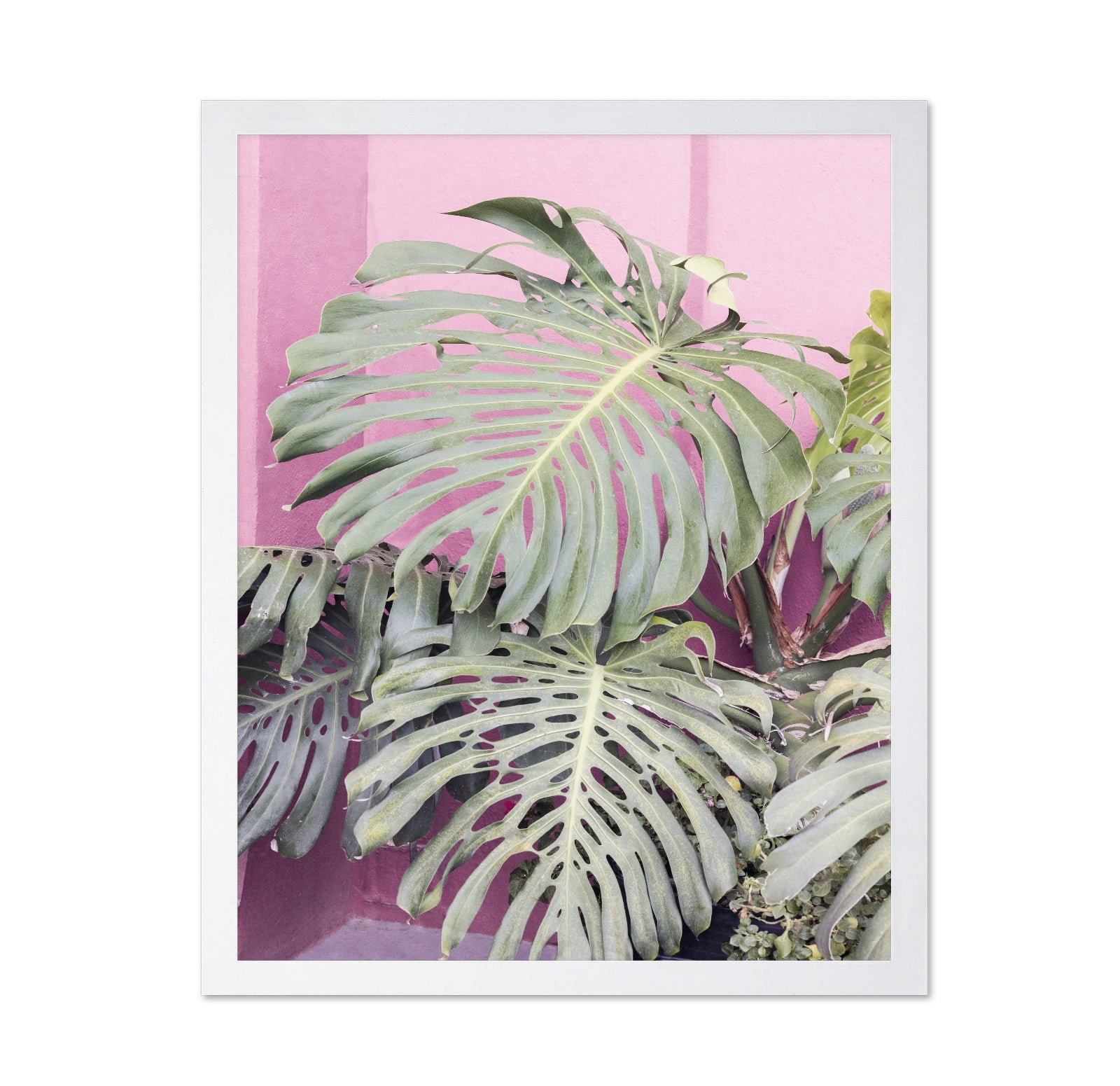 Monstera Leaf La Muralla