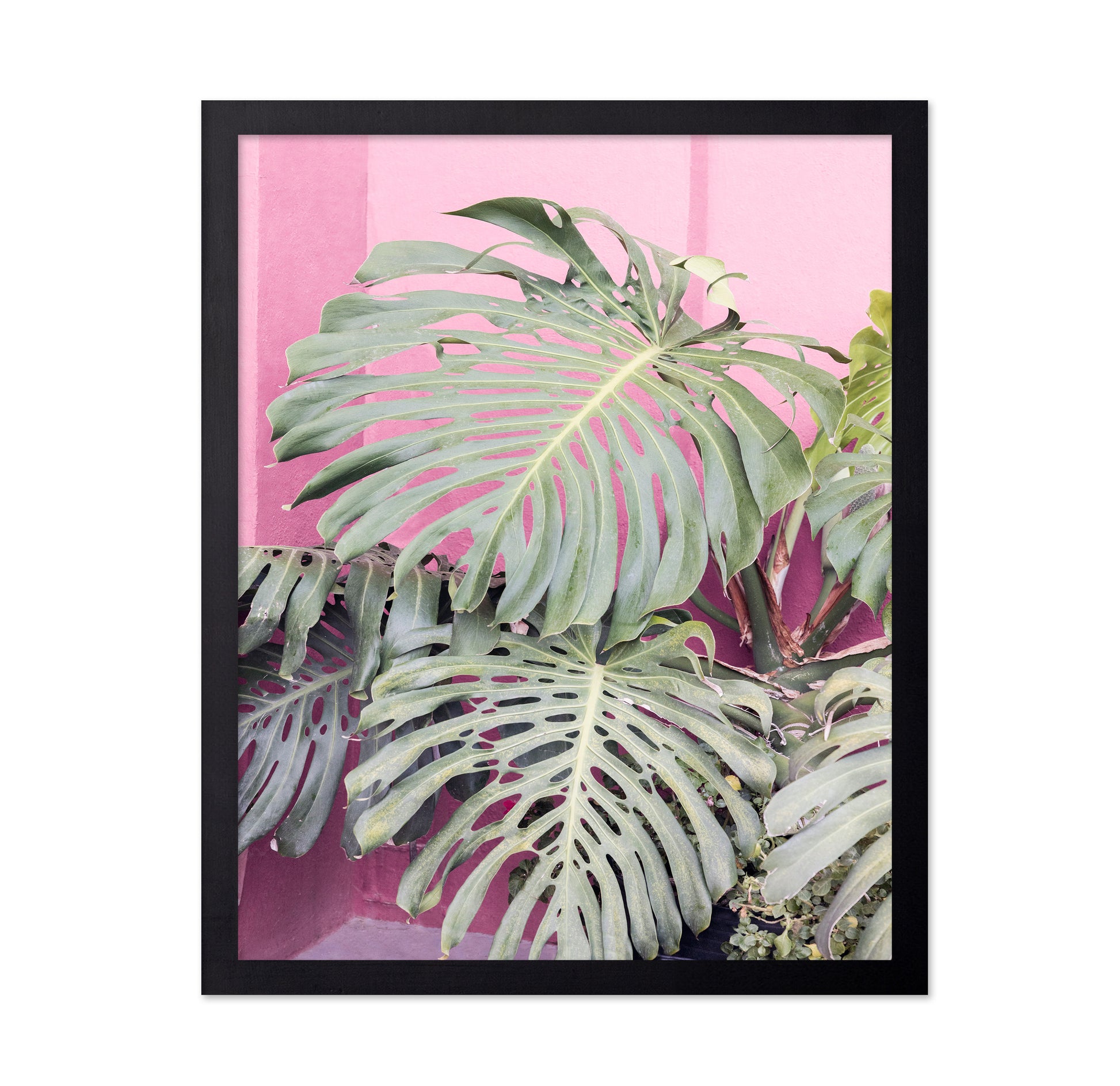 Monstera Leaf La Muralla