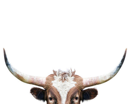 Peeking Longhorn Cow