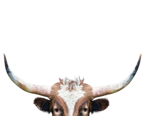 Peeking Longhorn Cow