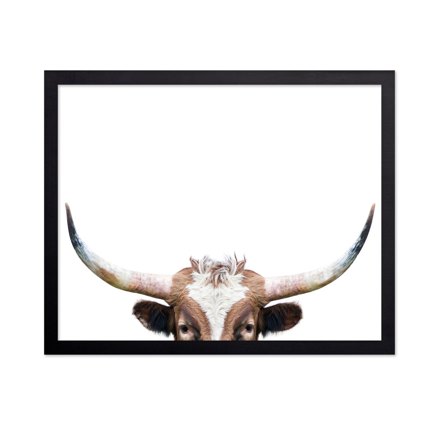 Peeking Longhorn Cow