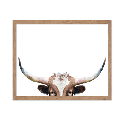 Peeking Longhorn Cow