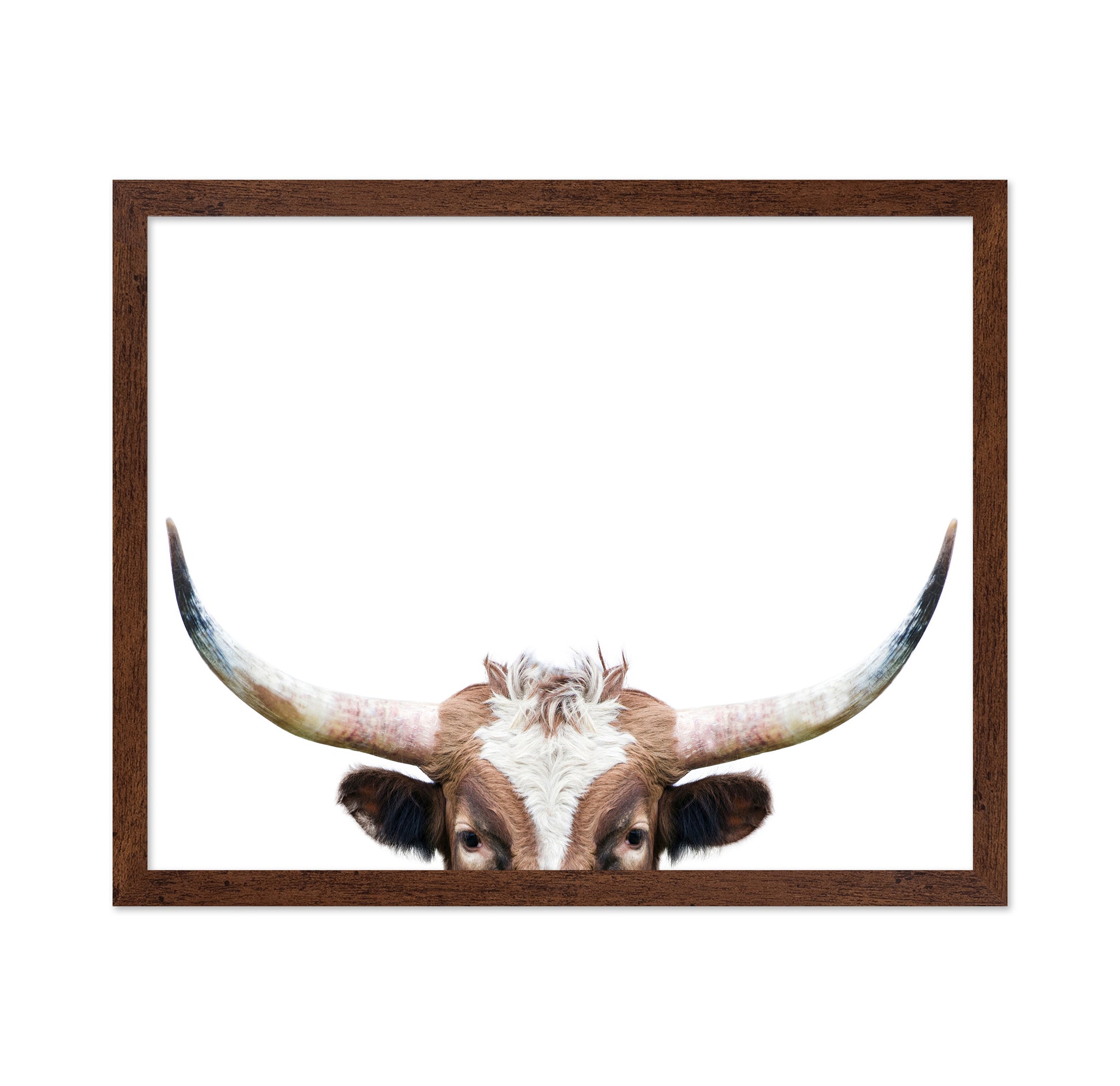 Peeking Longhorn Cow