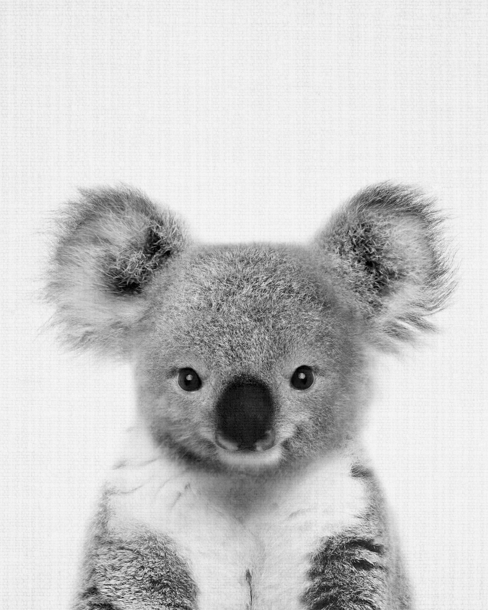 Baby Koala