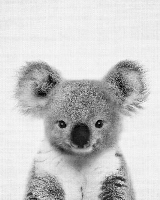 Baby Koala