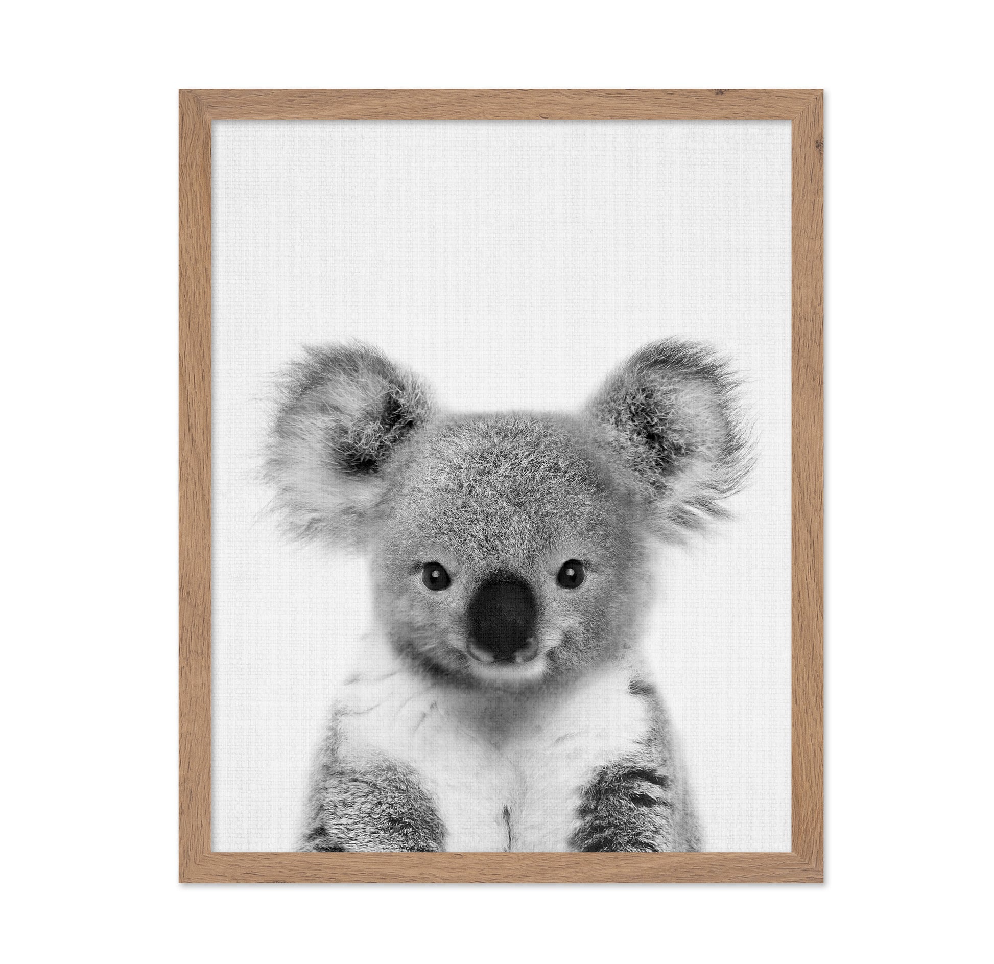 Baby Koala