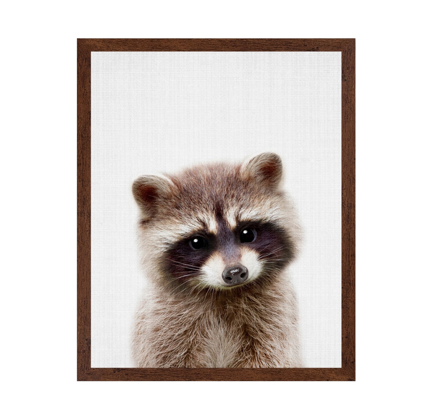 Peekaboo Raccoon