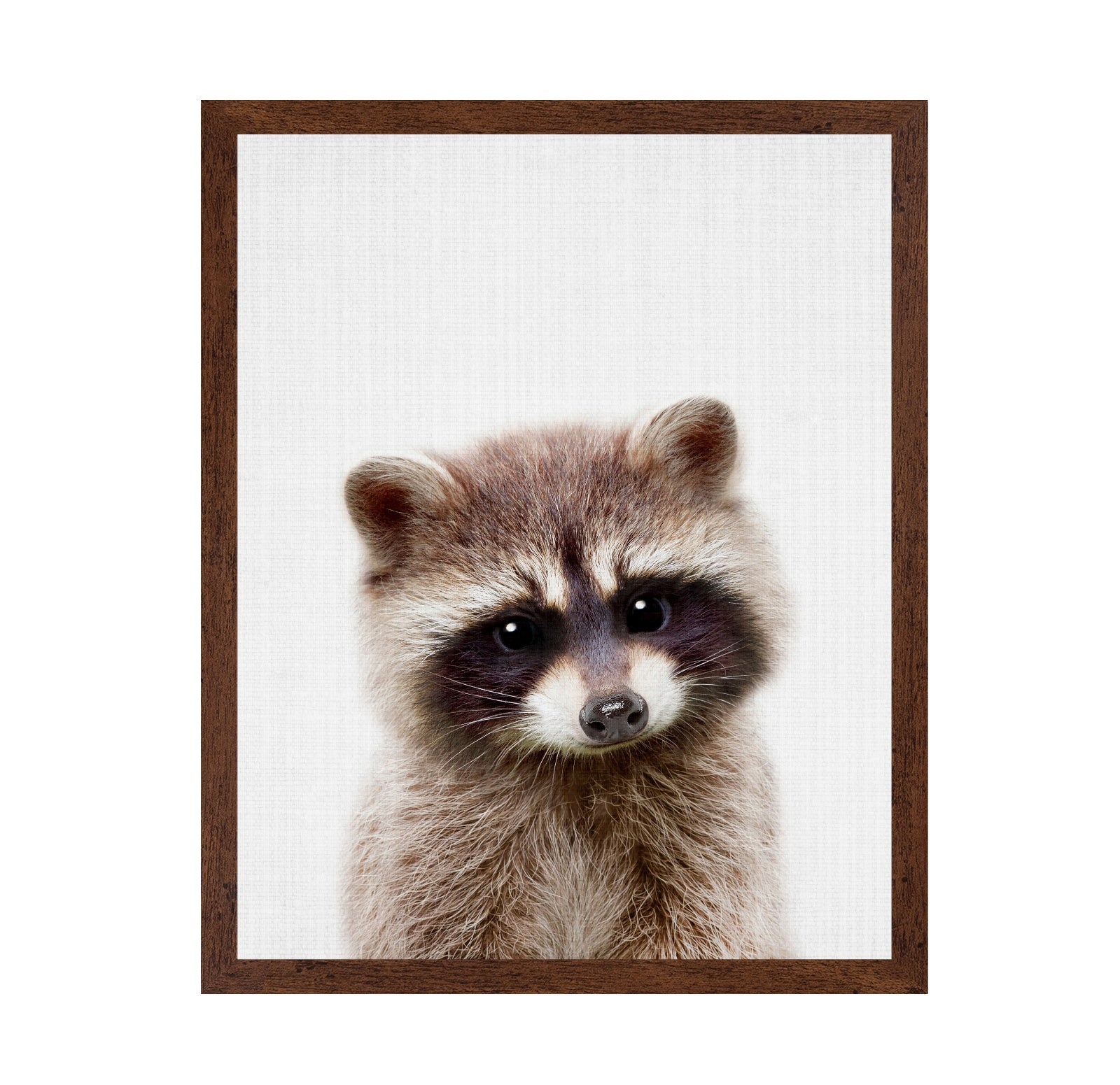 Peekaboo Raccoon