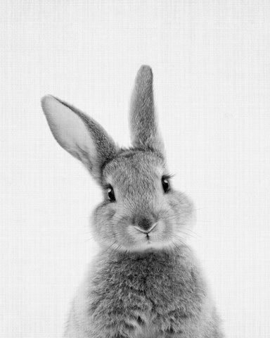 Black a White Peekaboo Bunny