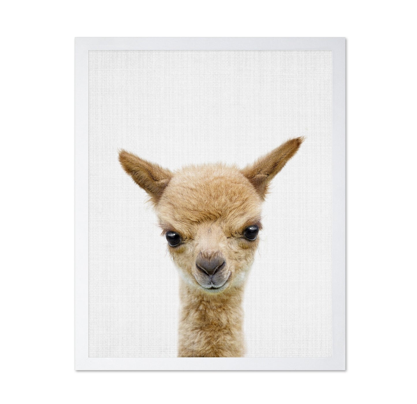 Peekaboo Baby Llama
