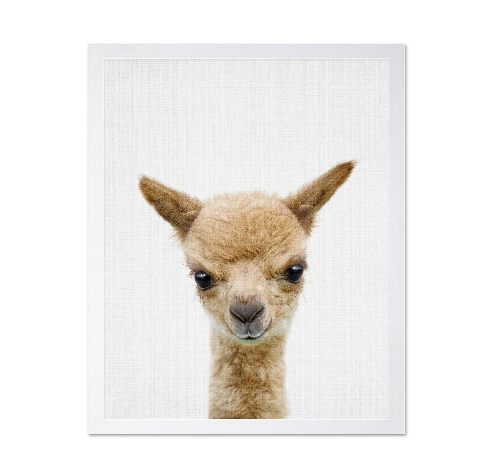 Peekaboo Baby Llama