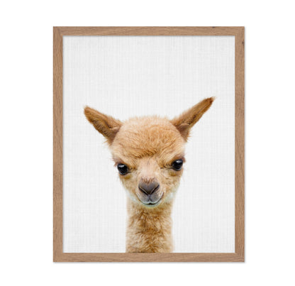 Peekaboo Baby Llama