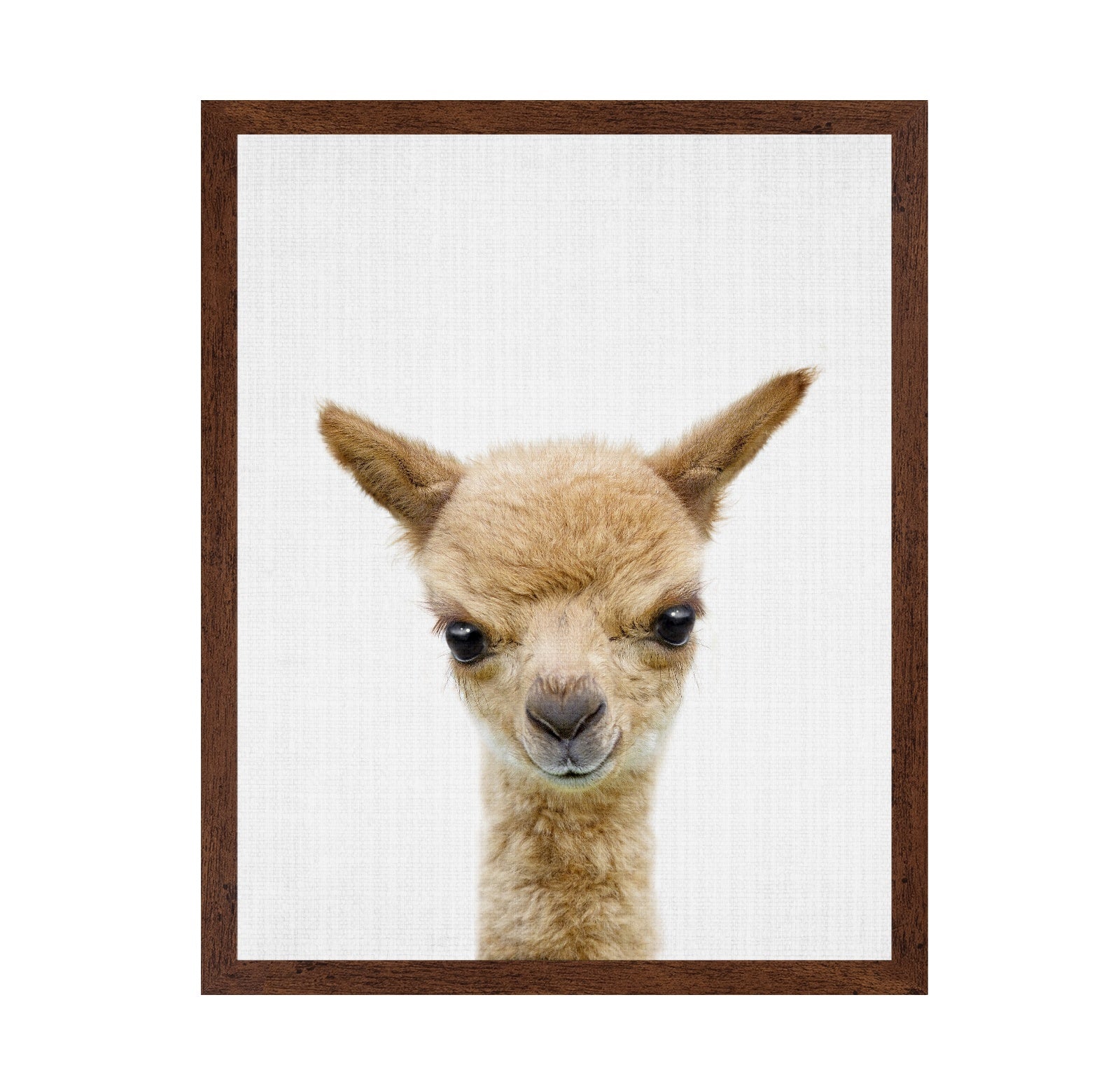 Peekaboo Baby Llama