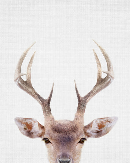 Peekaboo Deer