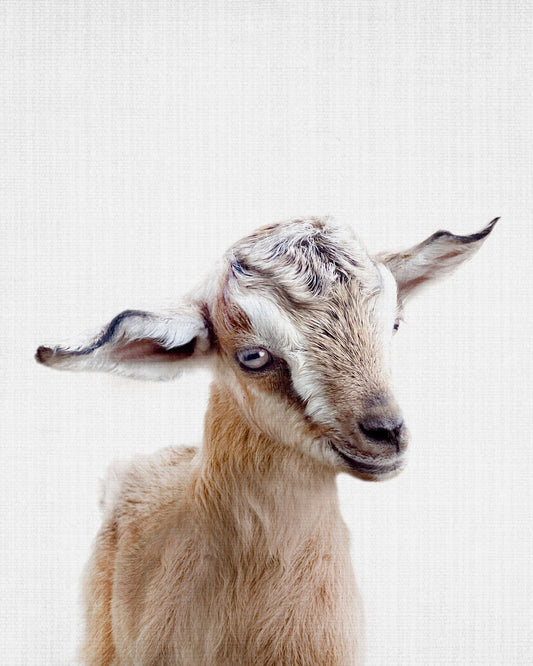 Peekaboo Baby Goat