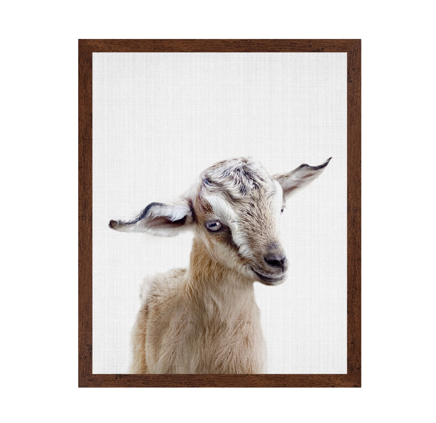 Peekaboo Baby Goat