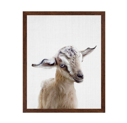 Peekaboo Baby Goat