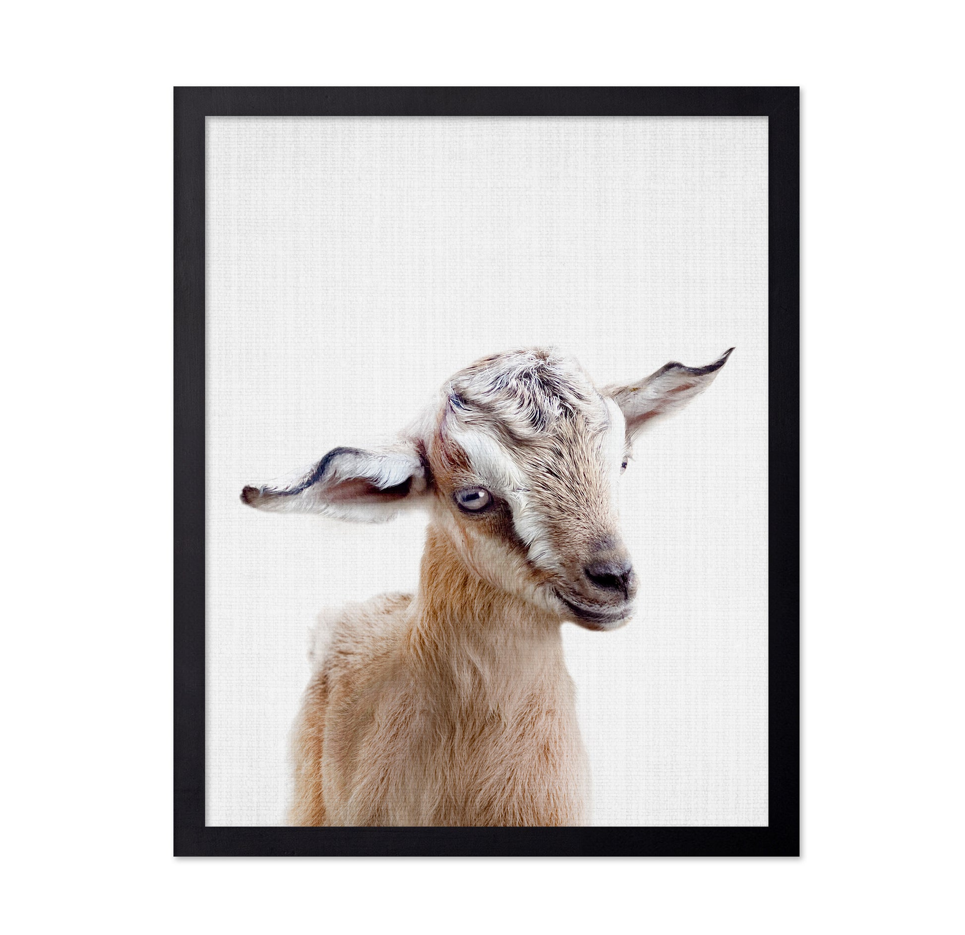 Peekaboo Baby Goat