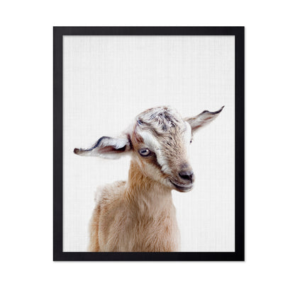 Peekaboo Baby Goat
